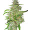 Big Bud (Sensi Seeds) Cannabis-Samen