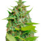 Kiss Dragon (Samsara Seeds) Cannabis-Samen