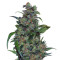 Tank (VIP seeds) Cannabis-Samen