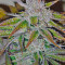 Acapulco Gold feminisiertes Saatgut (Barney's Farm)