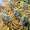 Tutankhamon (King Tut) feminisierte Samen (Pyramid Seeds)