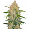 Z Auto (Fast Buds) Cannabis-Samen