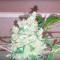 Bulk Smash Auto (Dr. Krippling Seeds) Cannabis-Samen