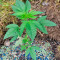 Lemon Thai Kush (Humboldt Seeds Organization) Cannabis-Samen