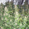 Master Kush (Dutch Passion) Cannabis-Samen