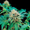 Shark Attack (Dinafem Seeds) Cannabis-Samen