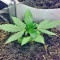 Amnesia (World of Seeds) Cannabis-Samen