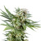 El Niño (GHS) Cannabis-Samen