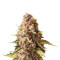 Euphoria CBD (RQS) Cannabis-Samen