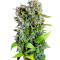 Fast Bud #2 Auto (Sweet Seeds) Cannabis-Samen