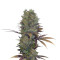 Landysh (VIP Seeds) Cannabis-Samen