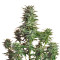 Snow White (Nirvana Seeds) Cannabis-Samen