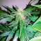 Vertigo Auto (Paradise Seeds) Cannabis-Samen
