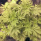 Big Bud (Vision Seeds) Cannabis-Samen