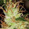 Blueberry Cheesecake (Female Seeds) Cannabis-Samen
