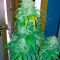 Bubba Kush Autoflowering (Dinafem Seeds) Cannabis-Samen