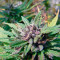 Hollands Hope (Dutch Passion) Cannabis-Samen