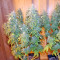 Satori regular (Mandala Seeds) Cannabis-Samen