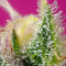 S.A.D. Sweet Afgani Delicious CBD (Sweet Seeds) Cannabis-Samen