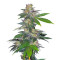 Auto Northern Hog (T.H. Seeds) Cannabis-Samen