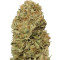 Blue Dream Auto (Humboldt Seeds Organization) Cannabis-Samen