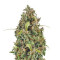 Diesel Automatic (RQS) Cannabis-Samen