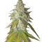 Sour Diesel (RQS) Cannabis-Samen