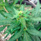 Blue Dream Auto (Humboldt Seeds Organization) Cannabis-Samen
