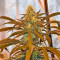 Lemon Cake (Heavyweight Seeds) Cannabis-Samen