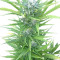 Northern Light Automatic (RQS) Cannabis-Samen