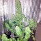 Satori regular (Mandala Seeds) Cannabis-Samen