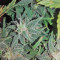 Smokin' Gun Auto (Dr. Krippling Seeds) Cannabis-Samen