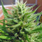S.A.D. Sweet Afgani Delicious S1 (Sweet Seeds) Cannabis-Samen