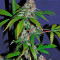 White Lemon (Strain Hunters) Cannabis-Samen