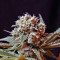 Green Poison F1 Fast Version (Sweet Seeds) Cannabis-Samen