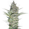 AK-47 (Serious Seeds) Cannabis-Samen