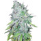AK-48 Regular (Nirvana Seeds) Cannabis-Samen