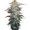 White Widow (Nirvana Seeds) Cannabis-Samen