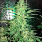 Strawberry Cake (Heavyweight Seeds)