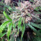Auto Cinderella Jack (Dutch Passion) Cannabis-Samen