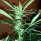 Critical Impact (Vision Seeds) Cannabis-Samen
