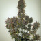 Fastberry Auto (Fast Buds) Cannabis-Samen