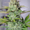 G14 Auto (Fast Buds) Cannabis-Samen