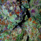 Grand Master Kush regular (Sumo Seeds) Cannabis-Samen