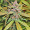 LSD-25 Auto feminisierte Samen
