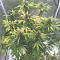 LSD-25 Auto feminisierte Samen