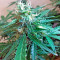 Northern Light X Skunk (World of Seeds) Cannabis-Samen