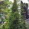 Strawberry Blue (World of Seeds) Cannabis-Samen