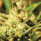Super Critical Auto (GHS) Cannabis-Samen