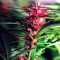 Twilight (Dutch Passion) Cannabis-Samen